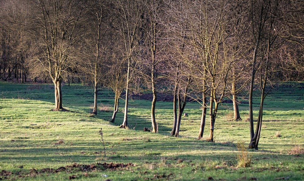 _MG_1366